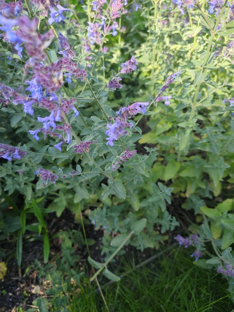 Nepeta Racemosa