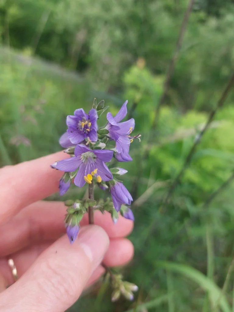 Polemonium Caeruleum