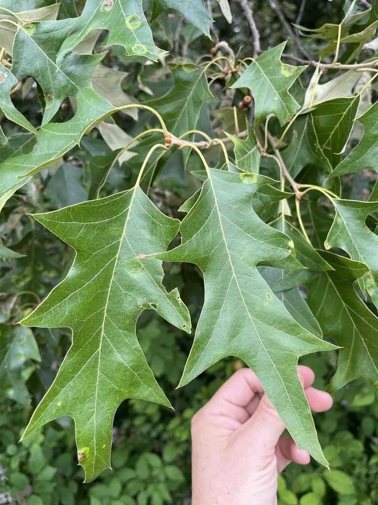 Quercus Pagoda