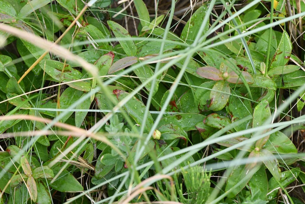 Hypericum Calycinum