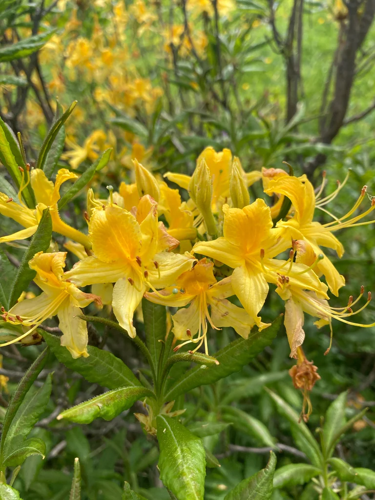 Rhododendron Luteum