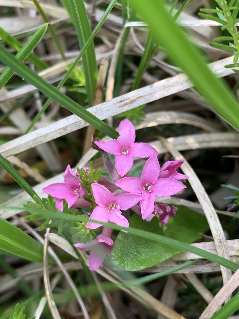 Daphne Cneorum