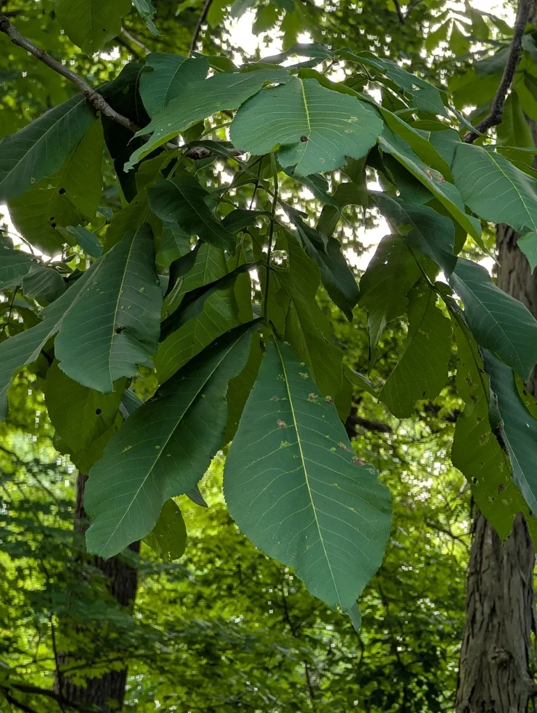 Carya Laciniosa