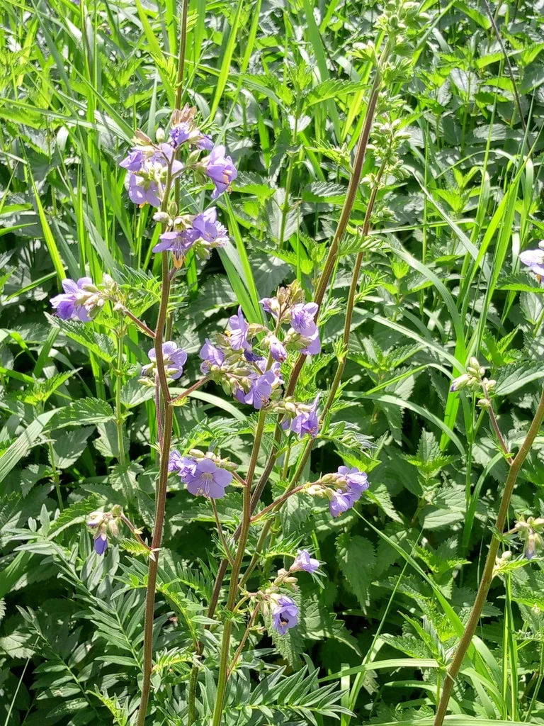Polemonium Caeruleum