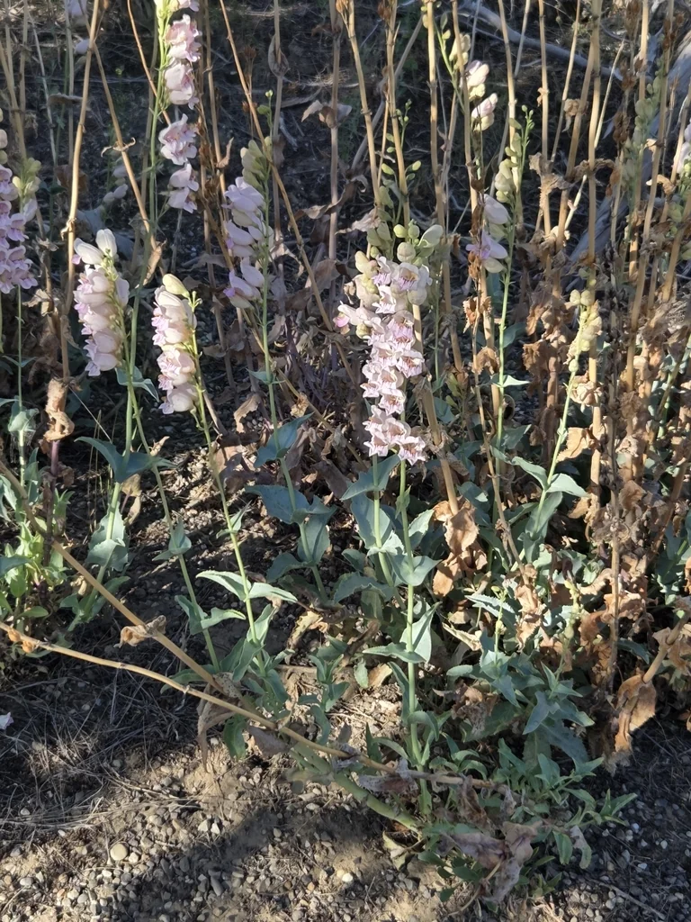 Penstemon Palmeri