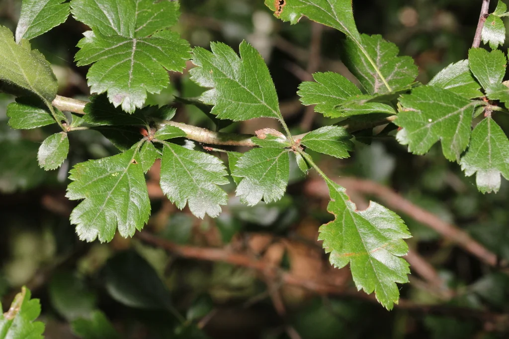 Crataegus Laevigata