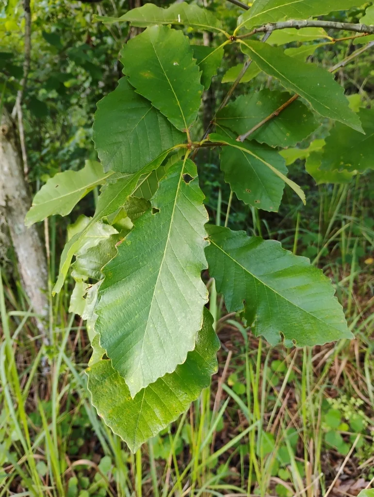 Quercus Michauxii