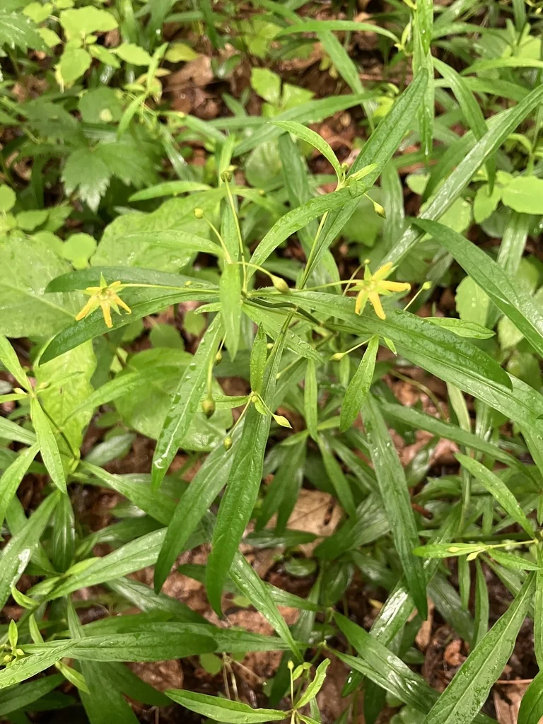 Lysimachia Lanceolata