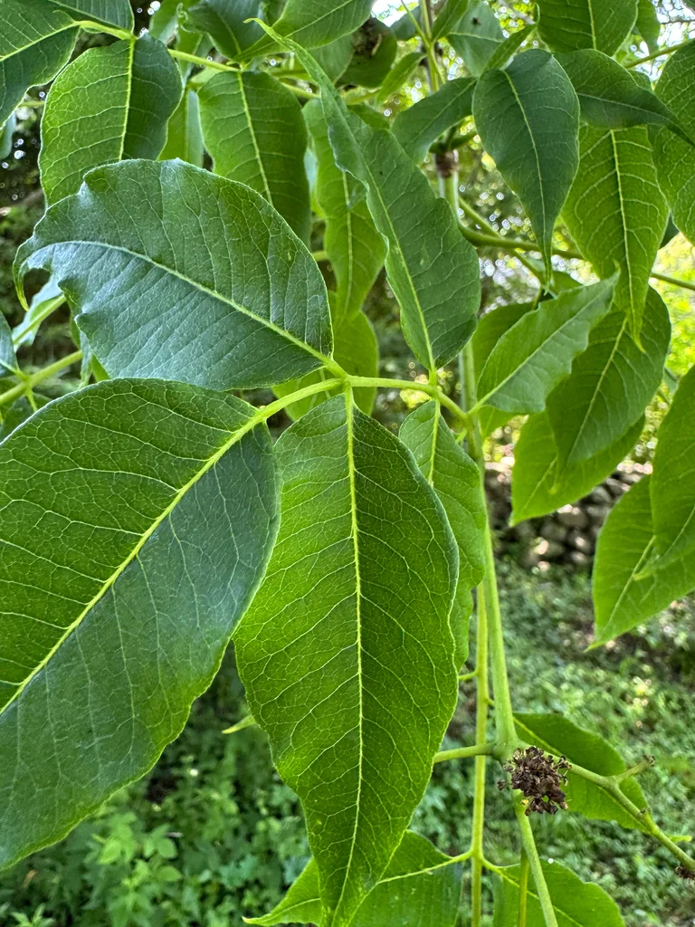 Phellodendron Amurense