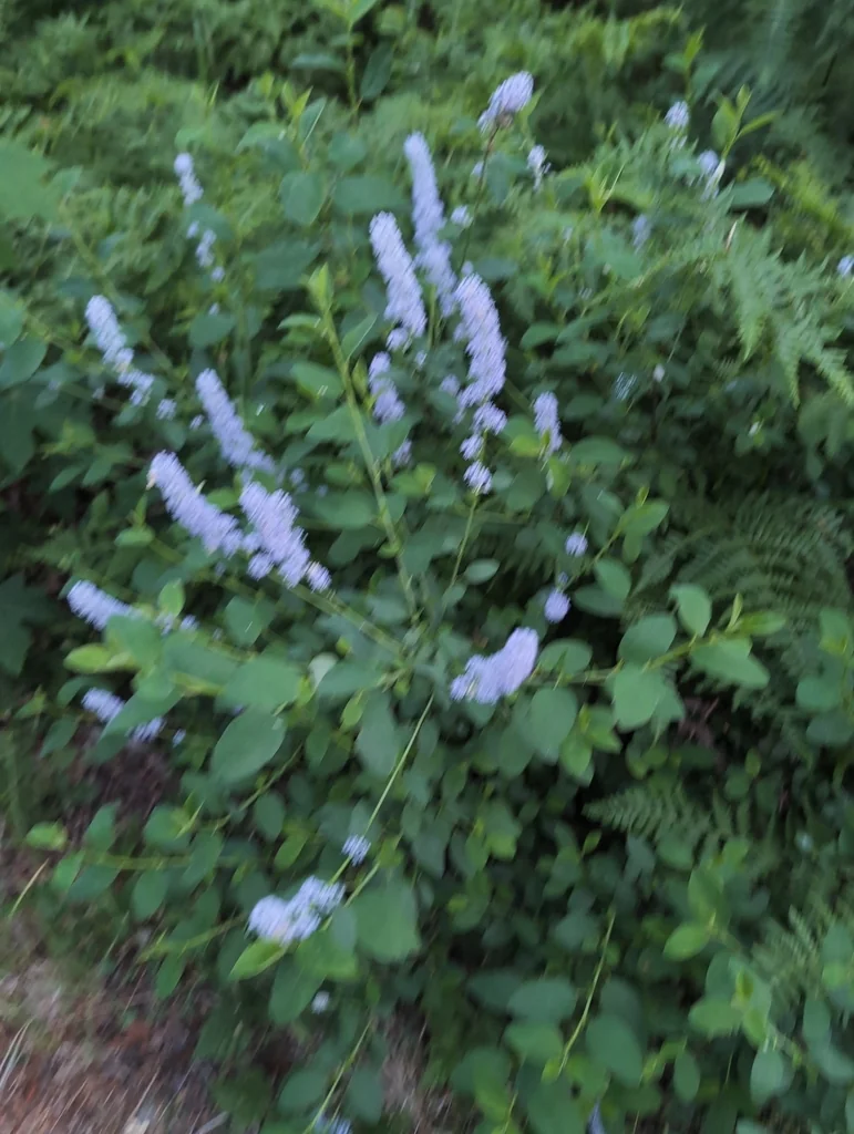 Ceanothus Integerrimus