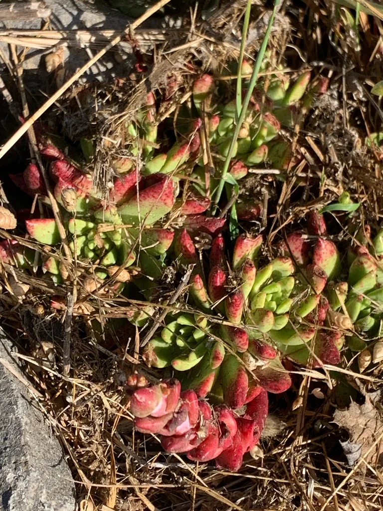 Dudleya Farinosa