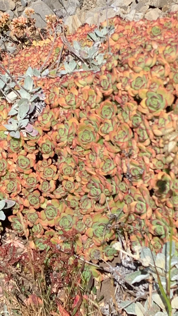 Aeonium Haworthii