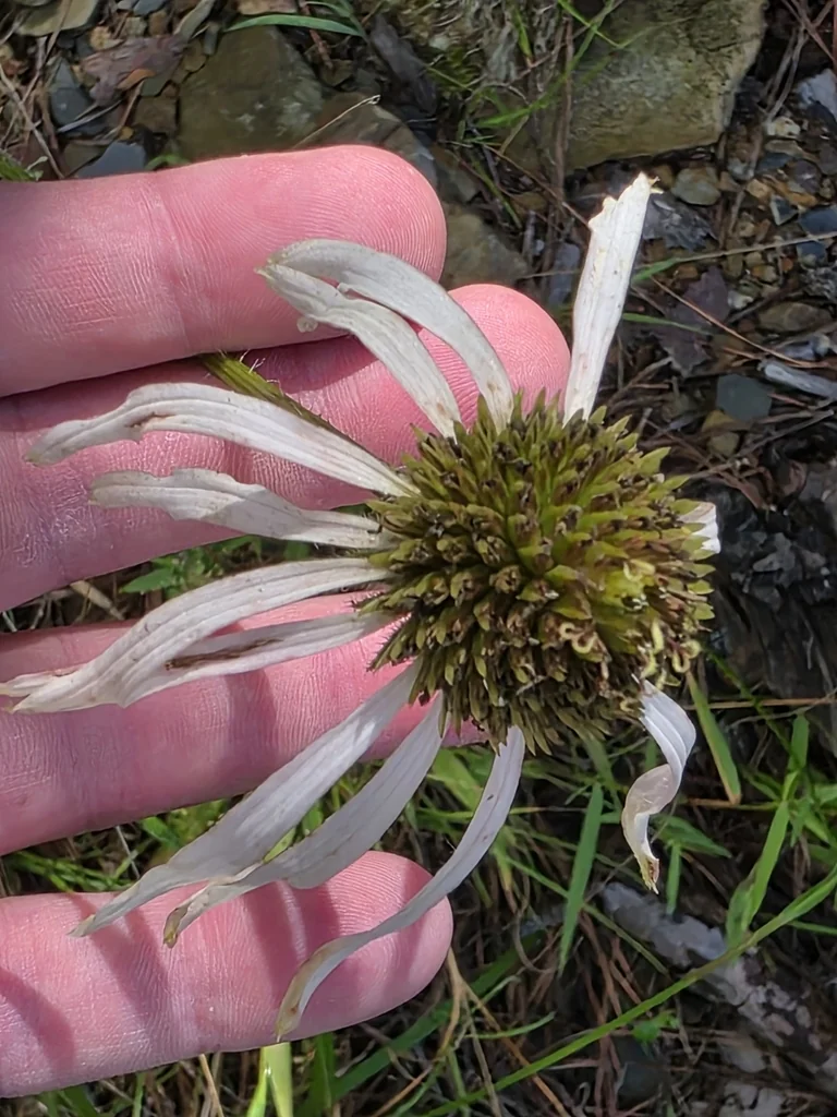 Echinacea Pallida