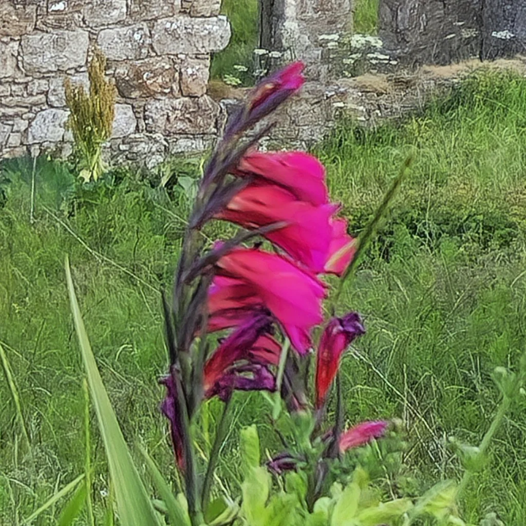 Gladiolus Communis