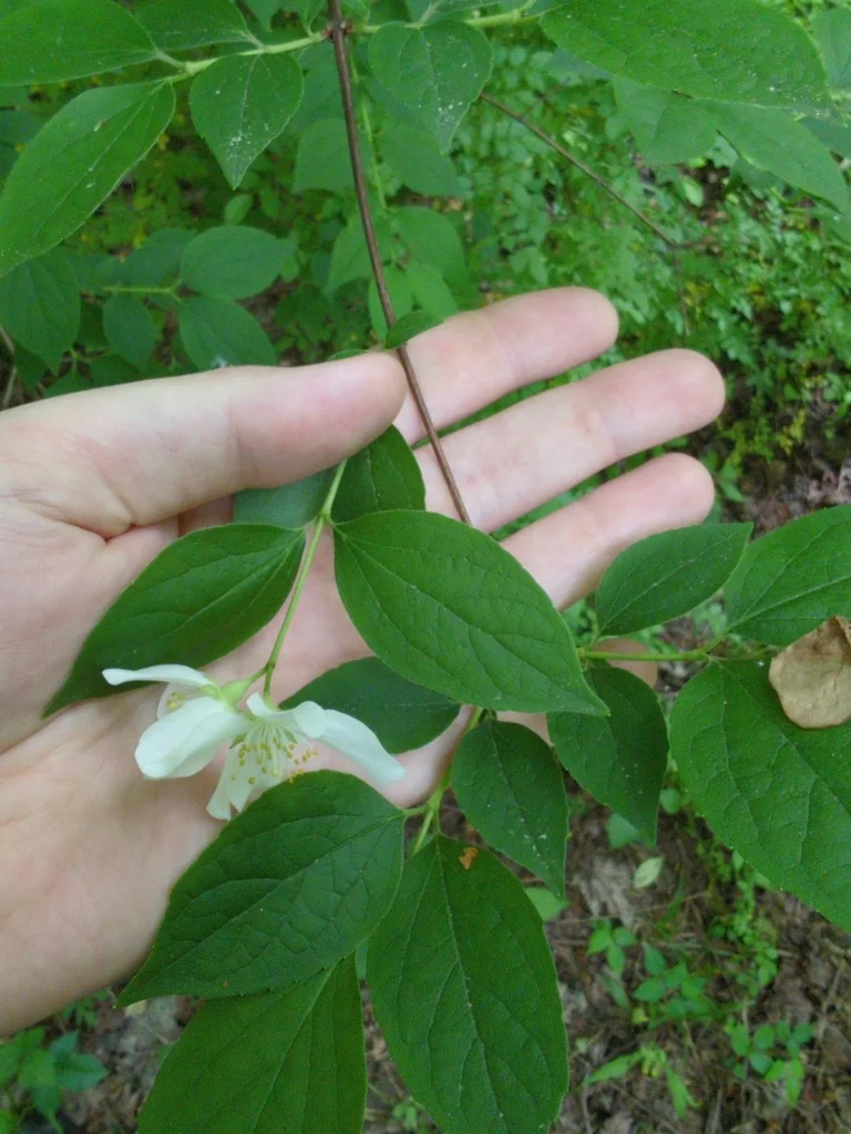 Philadelphus Coronarius