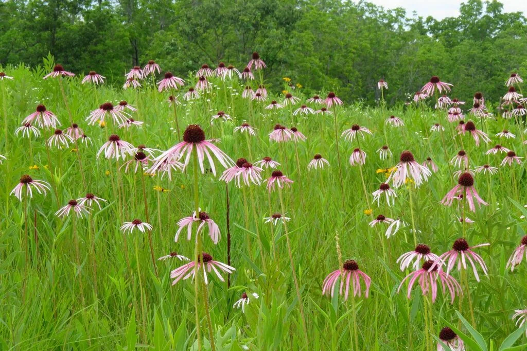 Echinacea Pallida