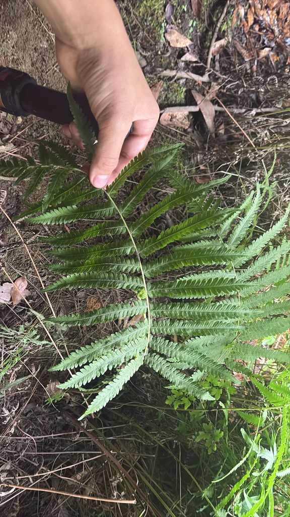 Thelypteris Normalis