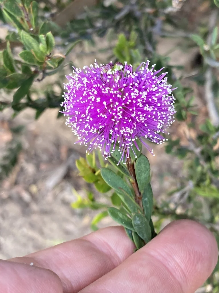 Melaleuca Nesophila