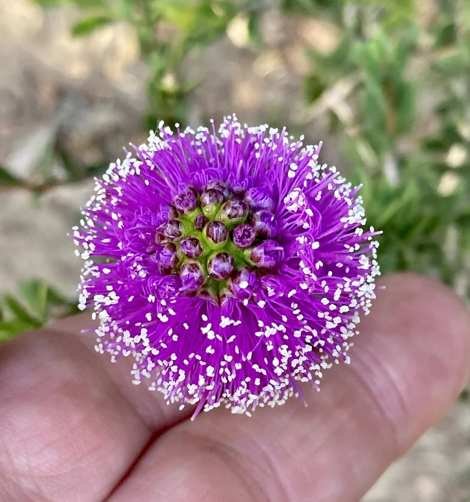 Melaleuca Nesophila