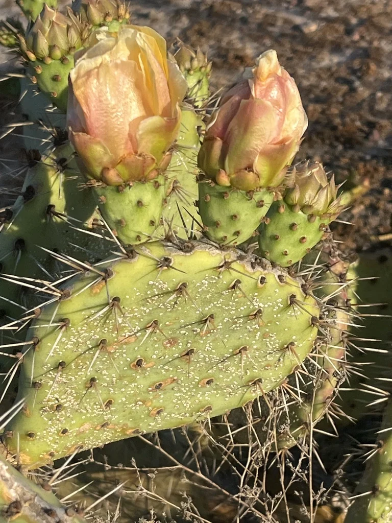 Opuntia littoralis