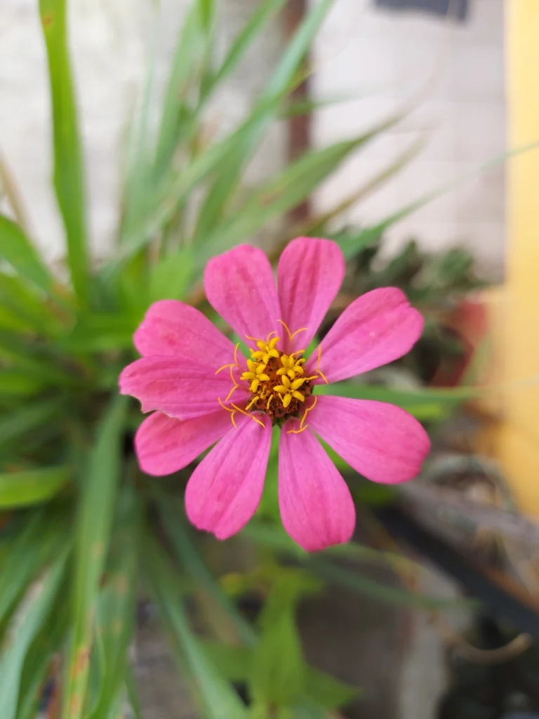 Zinnia Elegans