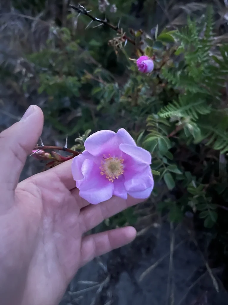 Rosa Nutkana