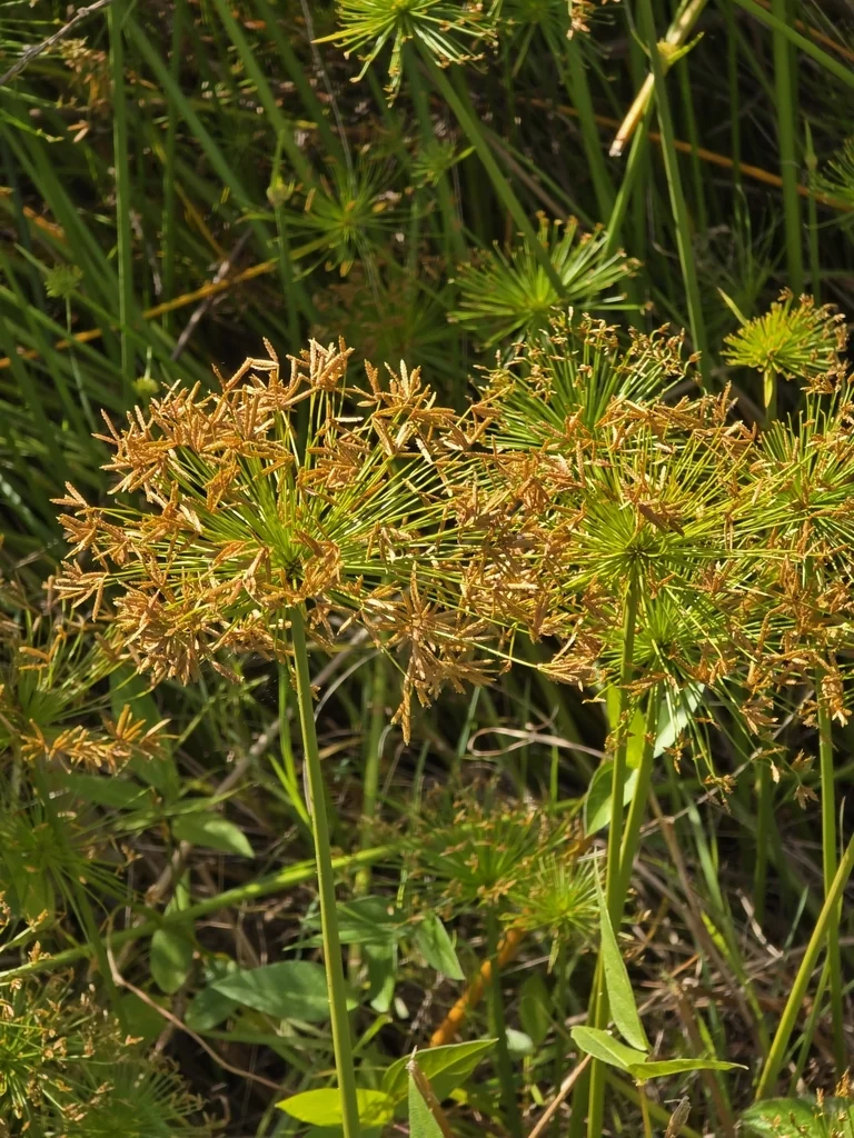 Cyperus prolifer