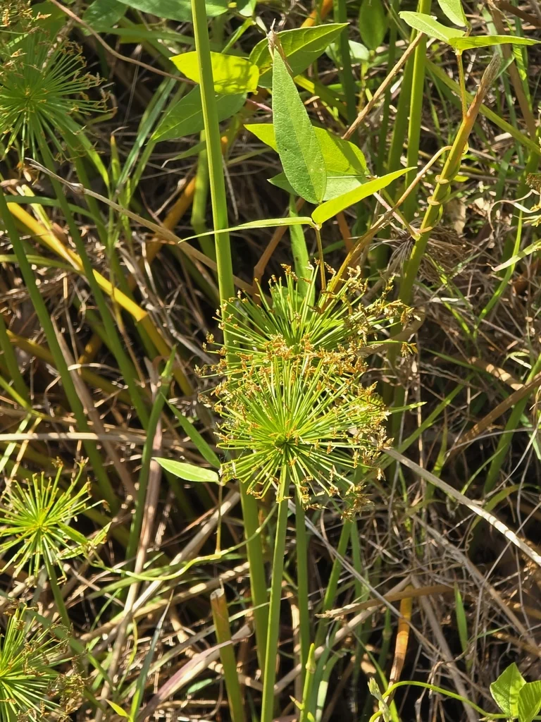 Cyperus prolifer