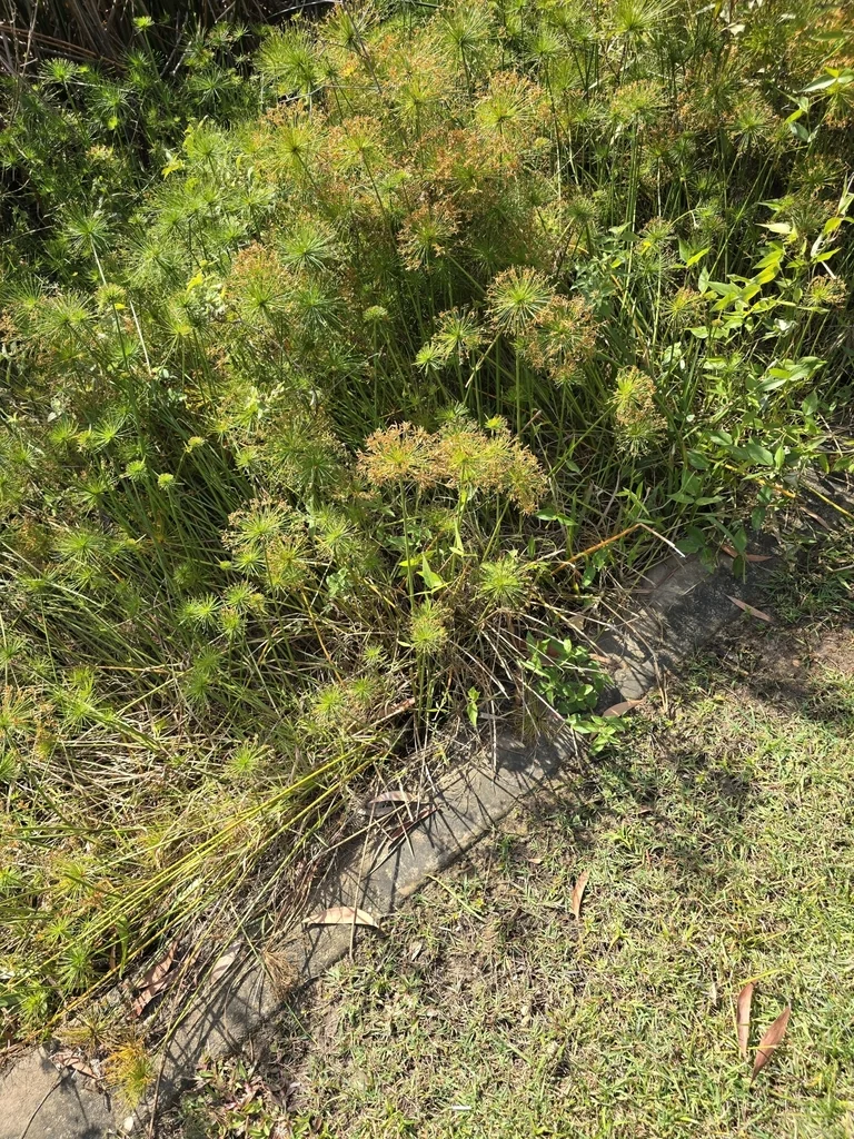 Cyperus prolifer