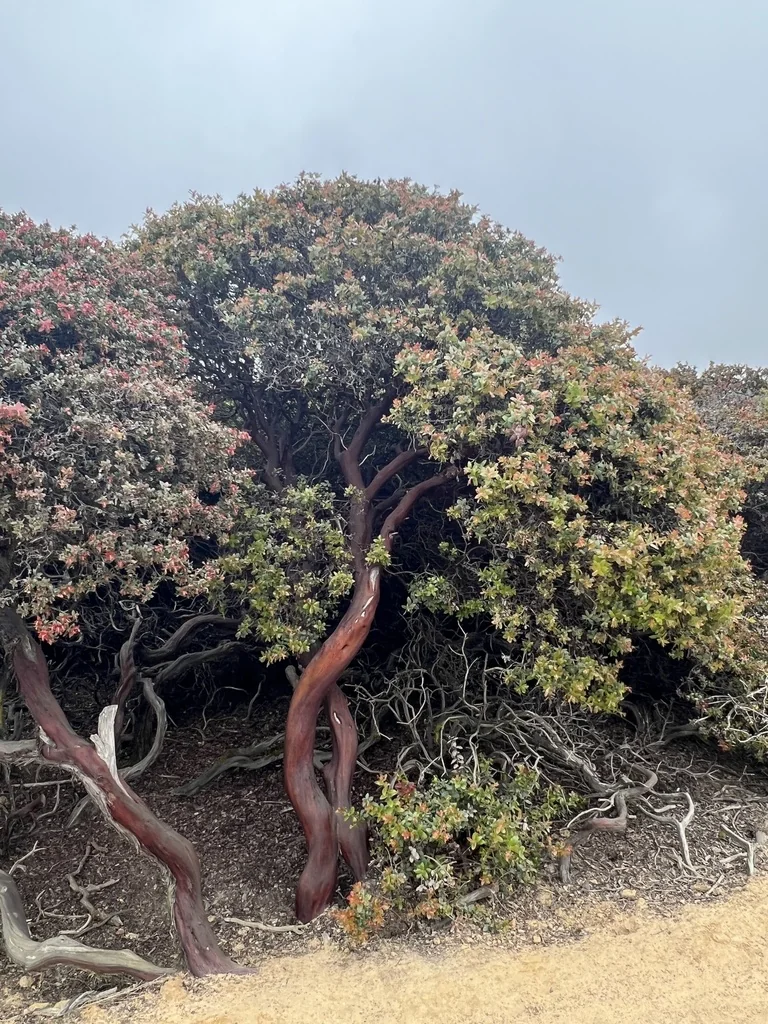 Arctostaphylos Pajaroensis