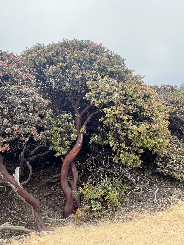 Arctostaphylos Pajaroensis