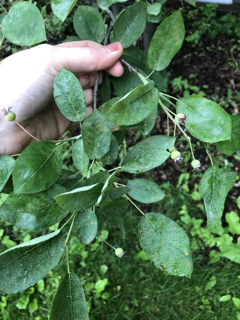 Amelanchier Arborea