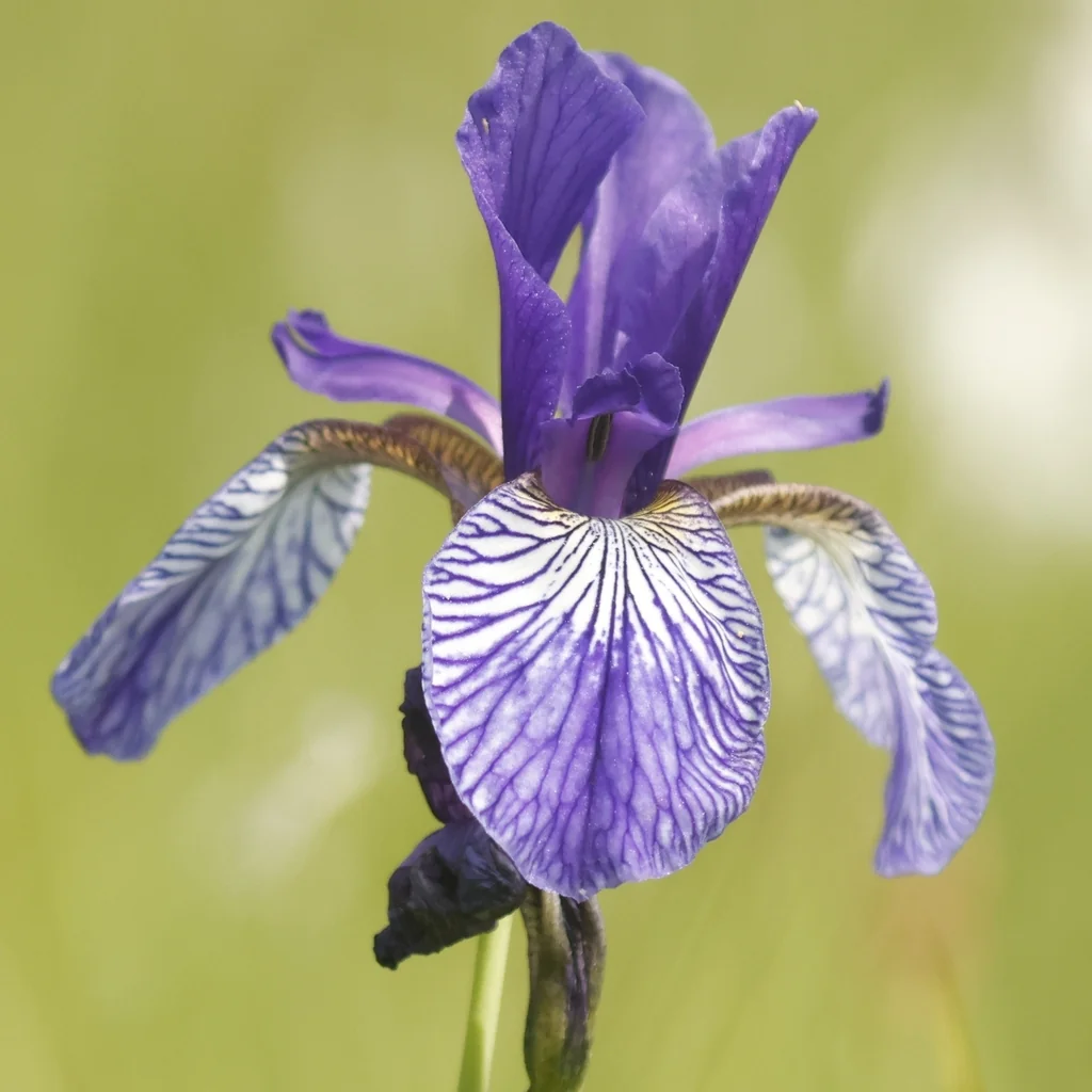 Iris Sibirica