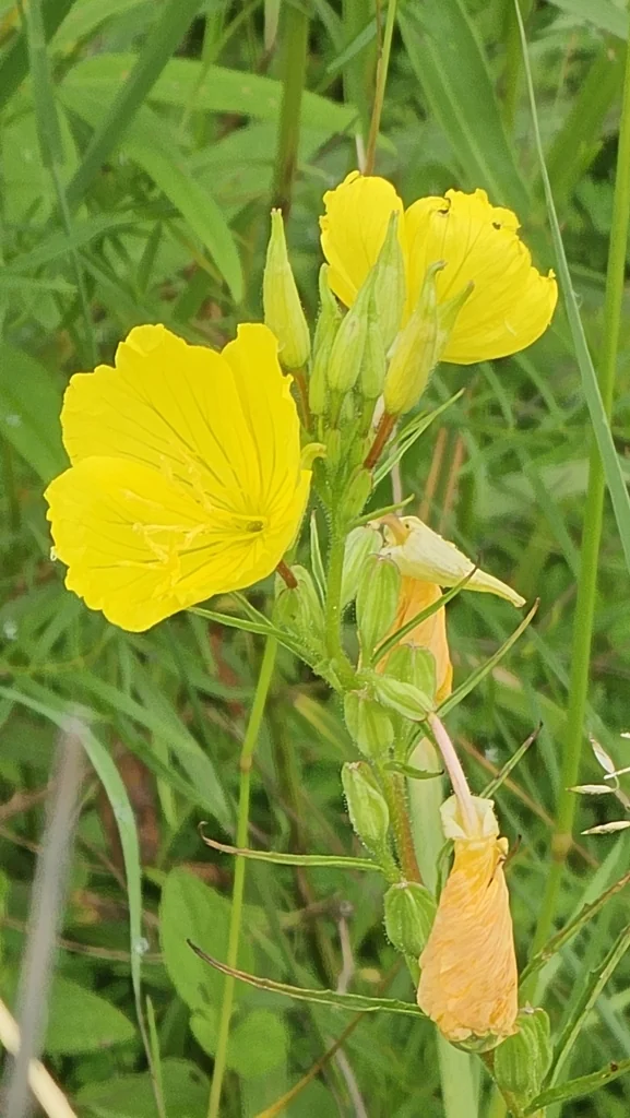 Oenothera Fruticosa