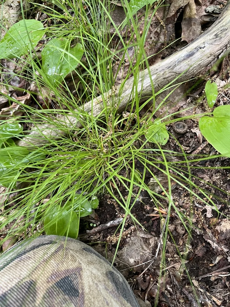 Carex Appalachica