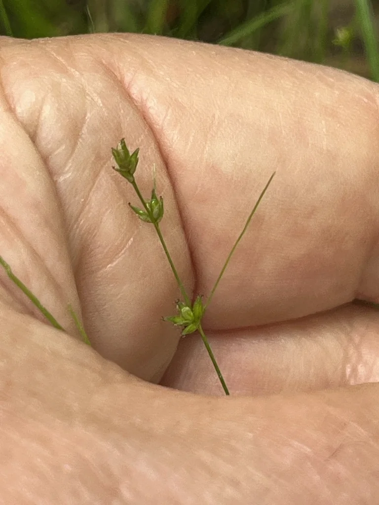 Carex Appalachica