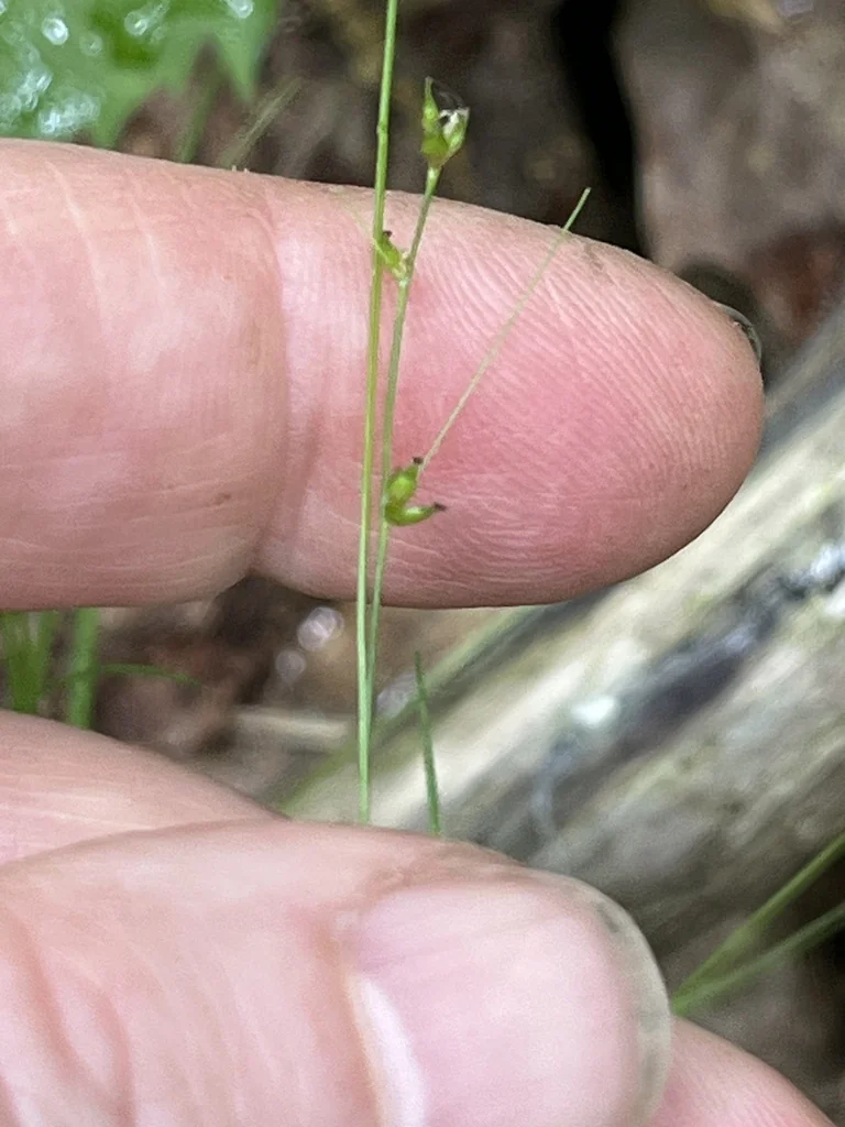Carex Appalachica