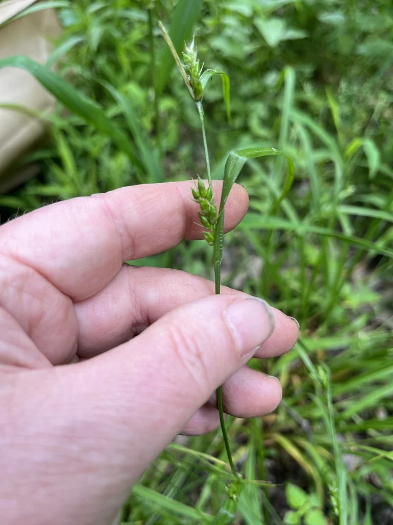 Carex Amphibola