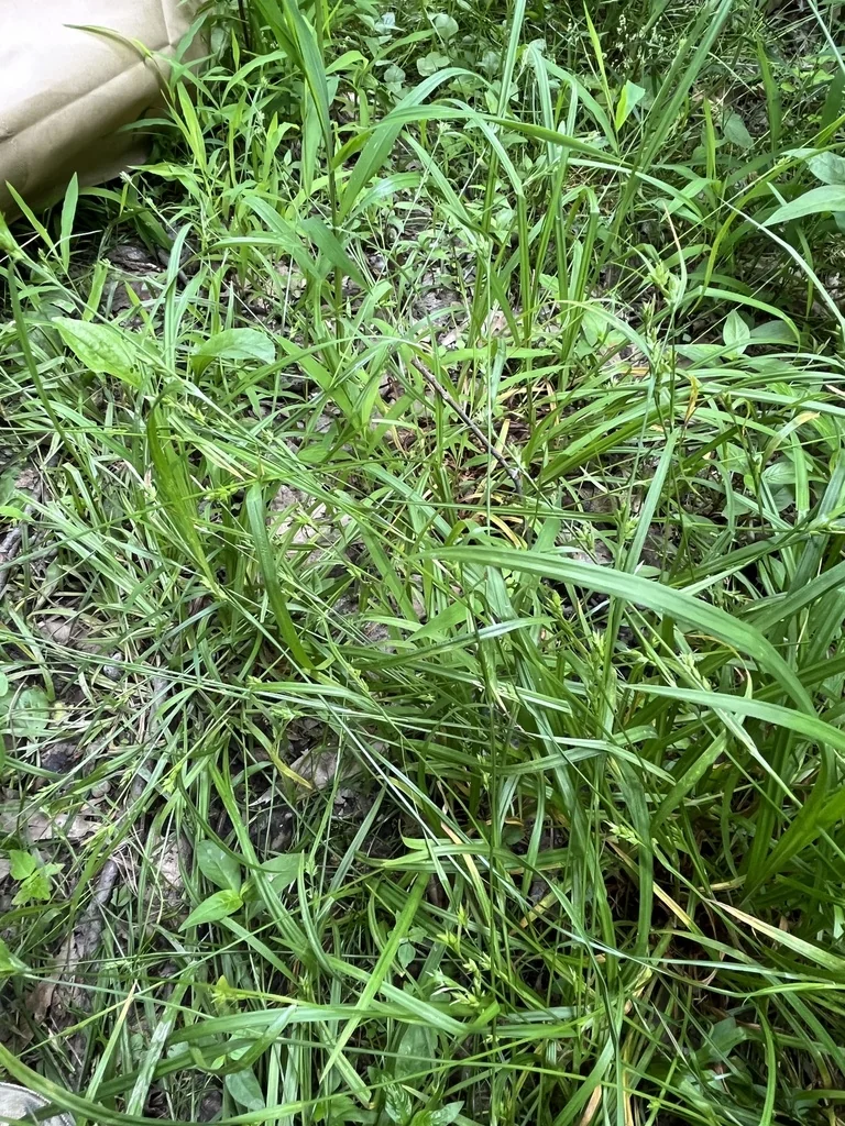 Carex Amphibola