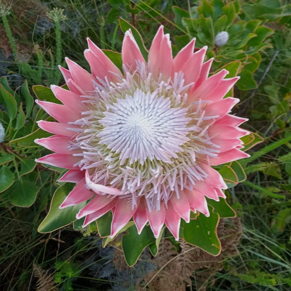 Protea Cynaroides