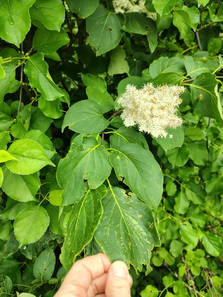 Syringa Reticulata