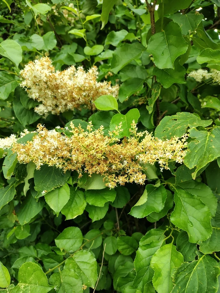Syringa Reticulata