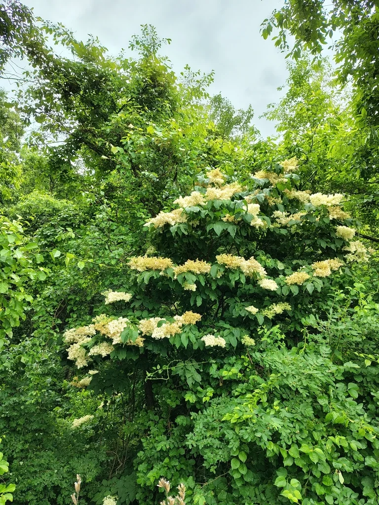 Syringa Reticulata