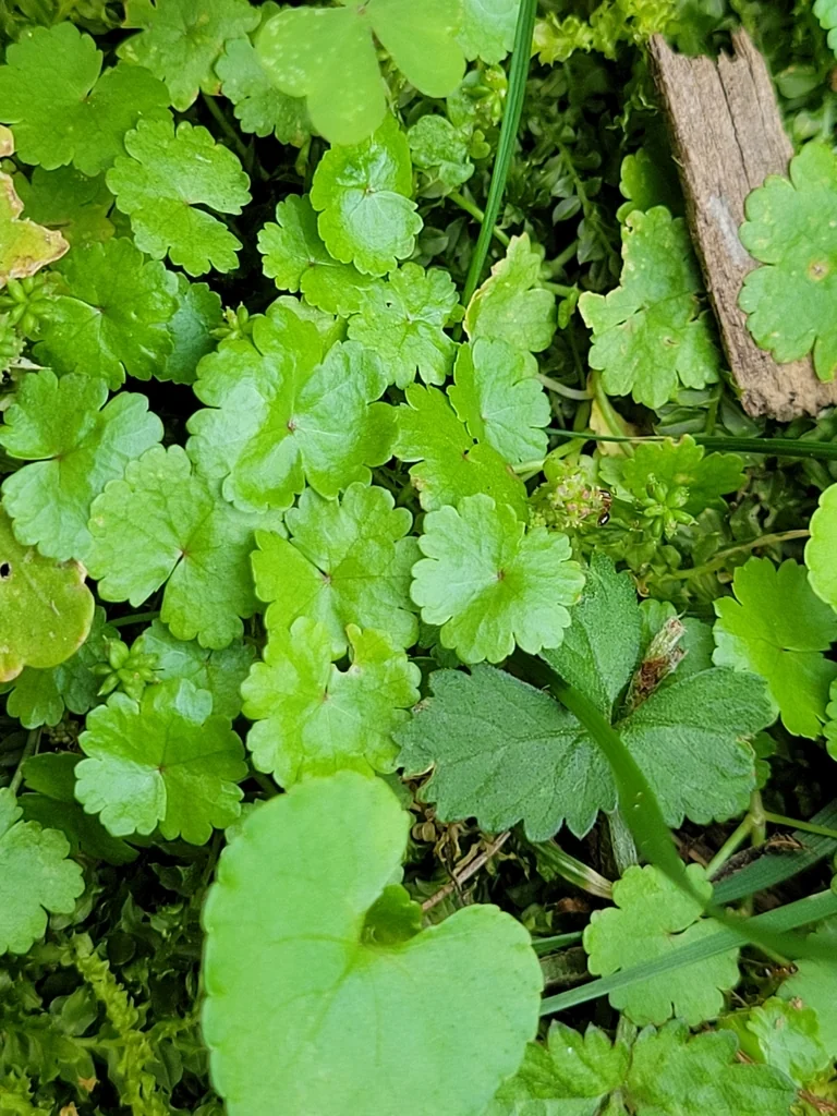Hydrocotyle Sibthorpioides
