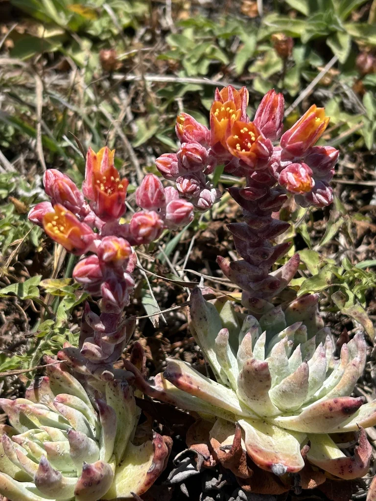 Dudleya Palmeri