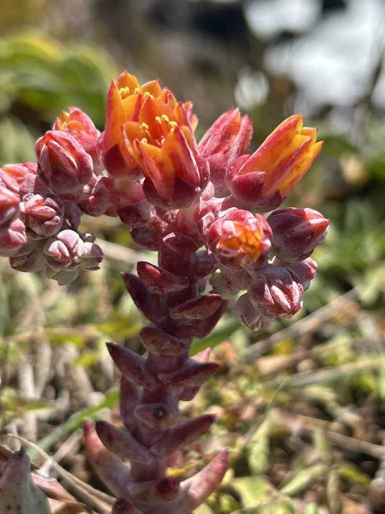 Dudleya Palmeri
