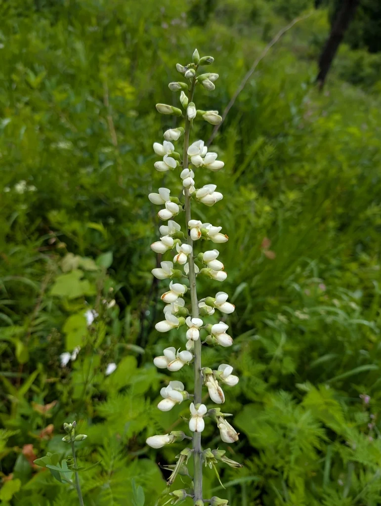 Baptisia Alba