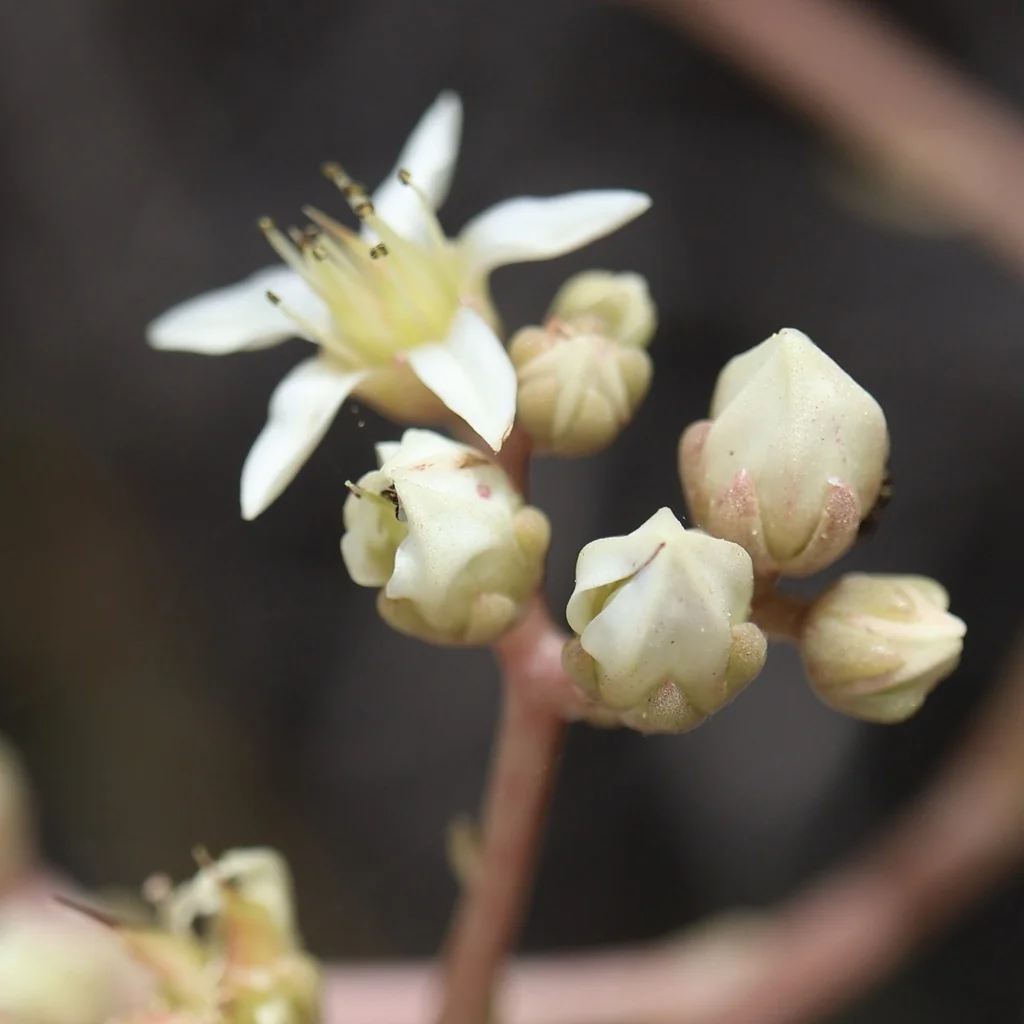 Dudleya Edulis