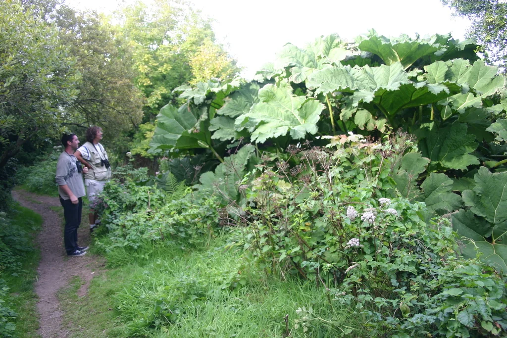 Gunnera Manicata