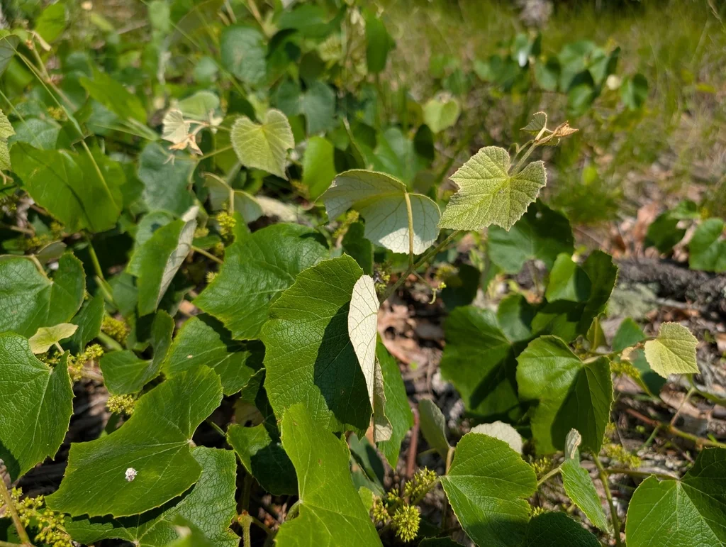 Vitis Labrusca
